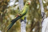 Papoušek horský Birds Informace - velikost, povaha, délka života & cena | iFauna
