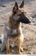Mechelse Herder Dogs Ras: Karakter, Levensduur & Prijs | Puppyplaats