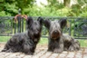 Skye Terrier Dogs Raza - Características, Fotos & Precio | MundoAnimalia
