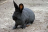 Argente Rabbits Breed - Information, Temperament, Size & Price | Pets4Homes