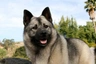 Norwegian Elkhound Dogs Breed | Facts, Information and Advice | Pets4Homes