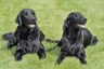 Flatcoated Retriever Dogs Ras: Karakter, Levensduur & Prijs | Puppyplaats
