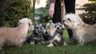 Dandie Dinmont Terrier Dogs Breed - Information, Temperament, Size & Price | Pets4Homes