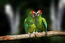 Ara zelený Birds Informace - velikost, povaha, délka života & cena | iFauna