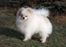 Pomeranian Dogs Breed - Information, Temperament, Size & Price | Pets4Homes