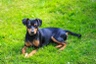Trpasličí pinč Dogs Informace - velikost, povaha, délka života & cena | iFauna