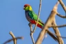 Papoušek červenočapkový Birds Plemeno / Druh: Povaha, Délka života & Cena | iFauna