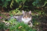 Evropská kočka domácí - kříženci Cats Plemeno / Druh: Povaha, Délka života & Cena | iFauna