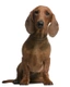 Teckel korthaar Dogs Ras: Karakter, Levensduur & Prijs | Puppyplaats