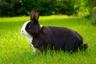 Dutch Rabbits Breed - Information, Temperament, Size & Price | Pets4Homes