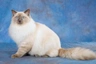 Ragdoll Cats Raza - Características, Fotos & Precio | MundoAnimalia