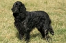 Modrý pikardský ohař dlouhosrstý Dogs Informace - velikost, povaha, délka života & cena | iFauna