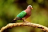 Holub zelenokřídlý Birds Informace - velikost, povaha, délka života & cena | iFauna