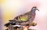Holub bronzovokřídlý Birds Informace - velikost, povaha, délka života & cena | iFauna