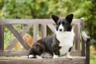 Welsh Corgi Cardigan Dogs Breed | Facts, Information and Advice | Pets4Homes