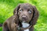 Sprocker Dogs Breed | Facts, Information and Advice | Pets4Homes