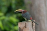 Arasari zelený Birds Informace - velikost, povaha, délka života & cena | iFauna