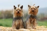 Jorkšírský teriér Dogs Informace - velikost, povaha, délka života & cena | iFauna