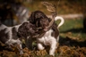 Malý münsterlandský ohař Dogs Informace - velikost, povaha, délka života & cena | iFauna