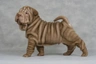 Shar Pei Dogs Breed - Information, Temperament, Size & Price | Pets4Homes