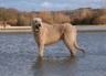 Irish Wolfhound Dogs Breed | Facts, Information and Advice | Pets4Homes