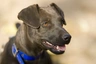 Patterdale Terrier Dogs Raza - Características, Fotos & Precio | MundoAnimalia