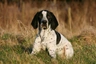 Braco de Auvernia Dogs Raza | Datos, Aspectos destacados y Consejos de compra | MundoAnimalia