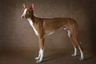 Podenco Ibicenco Dogs Raza - Características, Fotos & Precio | MundoAnimalia