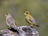 Zvonek zelený Birds Informace - velikost, povaha, délka života & cena | iFauna