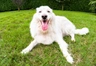Maremma Sheepdog Dogs Breed | Facts, Information and Advice | Pets4Homes