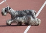 Cesky Terrier Dogs Raza | Datos, Aspectos destacados y Consejos de compra | MundoAnimalia