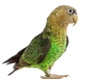 Papoušek kapský Birds Informace - velikost, povaha, délka života & cena | iFauna