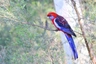 Rosela penant Birds Informace - velikost, povaha, délka života & cena | iFauna