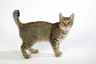 Pixiebob Cats Raza | Datos, Aspectos destacados y Consejos de compra | MundoAnimalia
