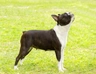 Bostonský teriér Dogs Informace - velikost, povaha, délka života & cena | iFauna
