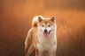 Shiba Inu Dogs Razza - Prezzo, Temperamento & Foto | AnnunciAnimali