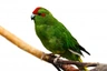 Kakariki rudočelý Birds Informace - velikost, povaha, délka života & cena | iFauna