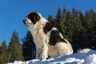 Rumunský ovčák - Bukovina Dogs Plemeno / Druh: Povaha, Délka života & Cena | iFauna
