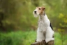 Fox Terriër Draadhaar Dogs Ras: Karakter, Levensduur & Prijs | Puppyplaats