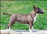 Bull terrier Dogs Razza | Carattere, Prezzo, Cuccioli, Cure e Consigli | AnnunciAnimali