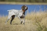 Německý krátkosrstý ohař Dogs Informace - velikost, povaha, délka života & cena | iFauna