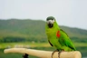 Ara červenoramenný Birds Informace - velikost, povaha, délka života & cena | iFauna
