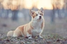 Welsh Corgi Pembroke Dogs Breed | Facts, Information and Advice | Pets4Homes