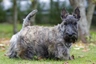 Scottish Terrier Dogs Breed | Facts, Information and Advice | Pets4Homes