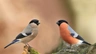 Hýl obecný Birds Informace - velikost, povaha, délka života & cena | iFauna