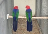 Papoušek amboinský Birds Informace - velikost, povaha, délka života & cena | iFauna