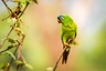 Aratinga dlouhoocasý Birds Informace - velikost, povaha, délka života & cena | iFauna
