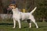 Jack Russell Dogs Breed | Facts, Information and Advice | Pets4Homes