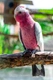Kakadu růžový Birds Plemeno / Druh: Povaha, Délka života & Cena | iFauna