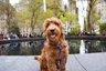 Goldendoodle Dogs Raza - Características, Fotos & Precio | MundoAnimalia